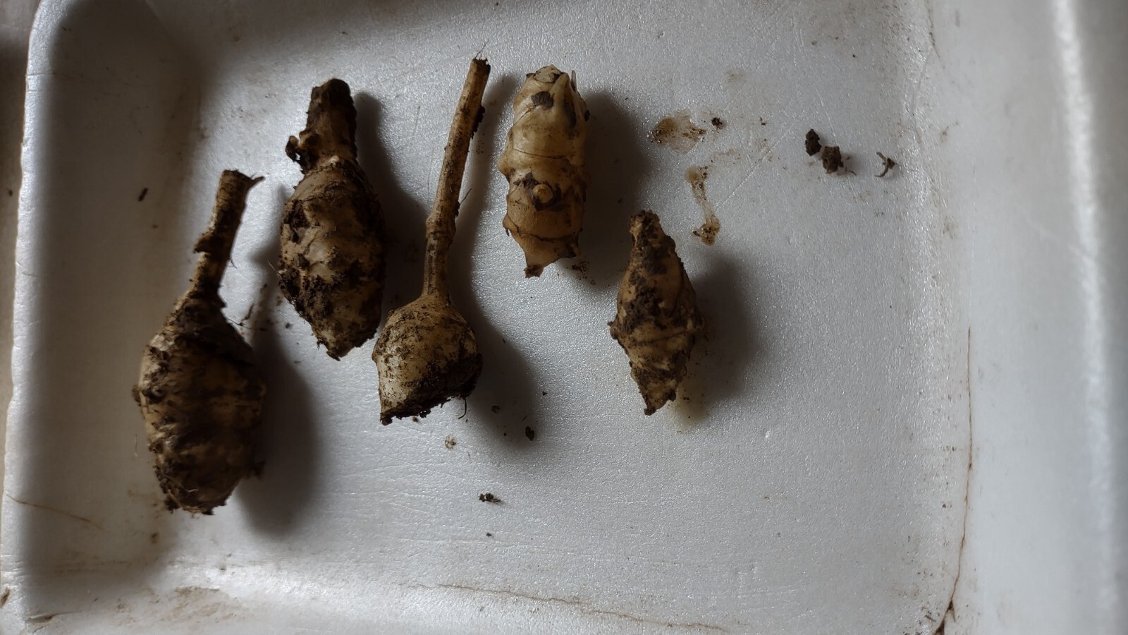 9+1free White VERY Small organic Jerusalem Artichoke Tubers FOR PLANTING