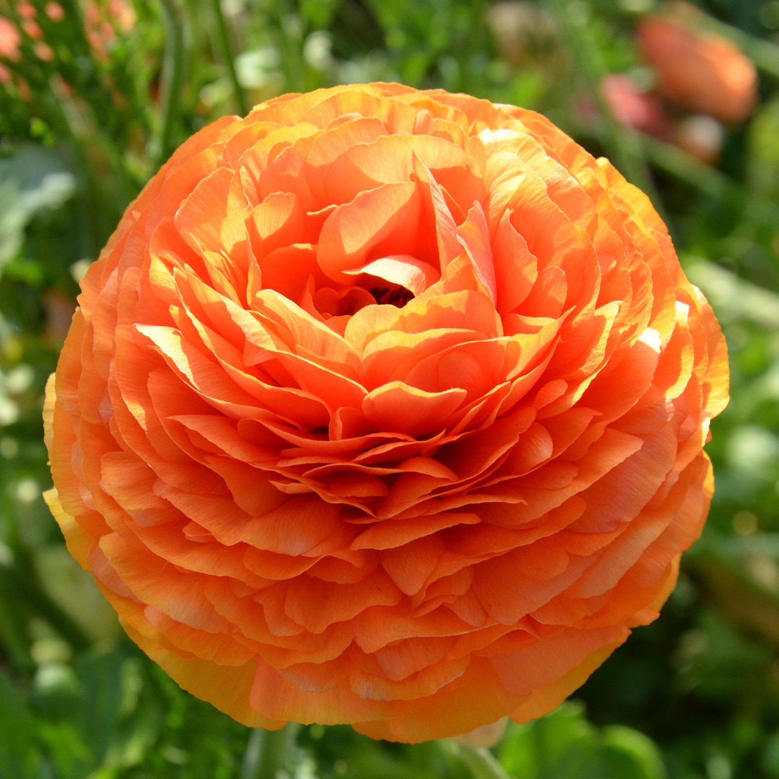 Easy to Grow Ranunculus Buttercup Sunset 10 Plant Bulbs, Spring Flowers