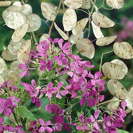 MONEY PLANT Lunaria annua Violet Dried Flower Arrangements Non-GMO 100 Seeds