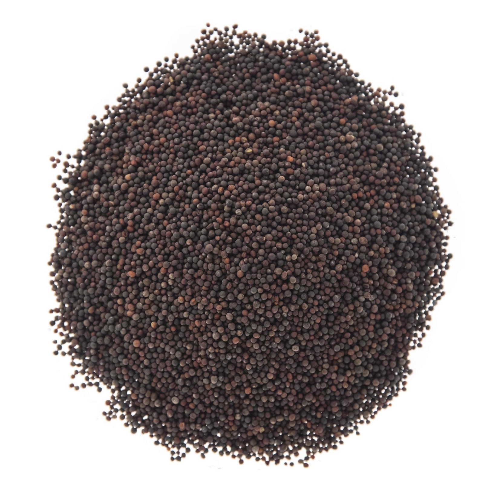 Broccoli Sprouting Microgreen Seeds Salad Edible Greens Sprout Gardening 1 LB…