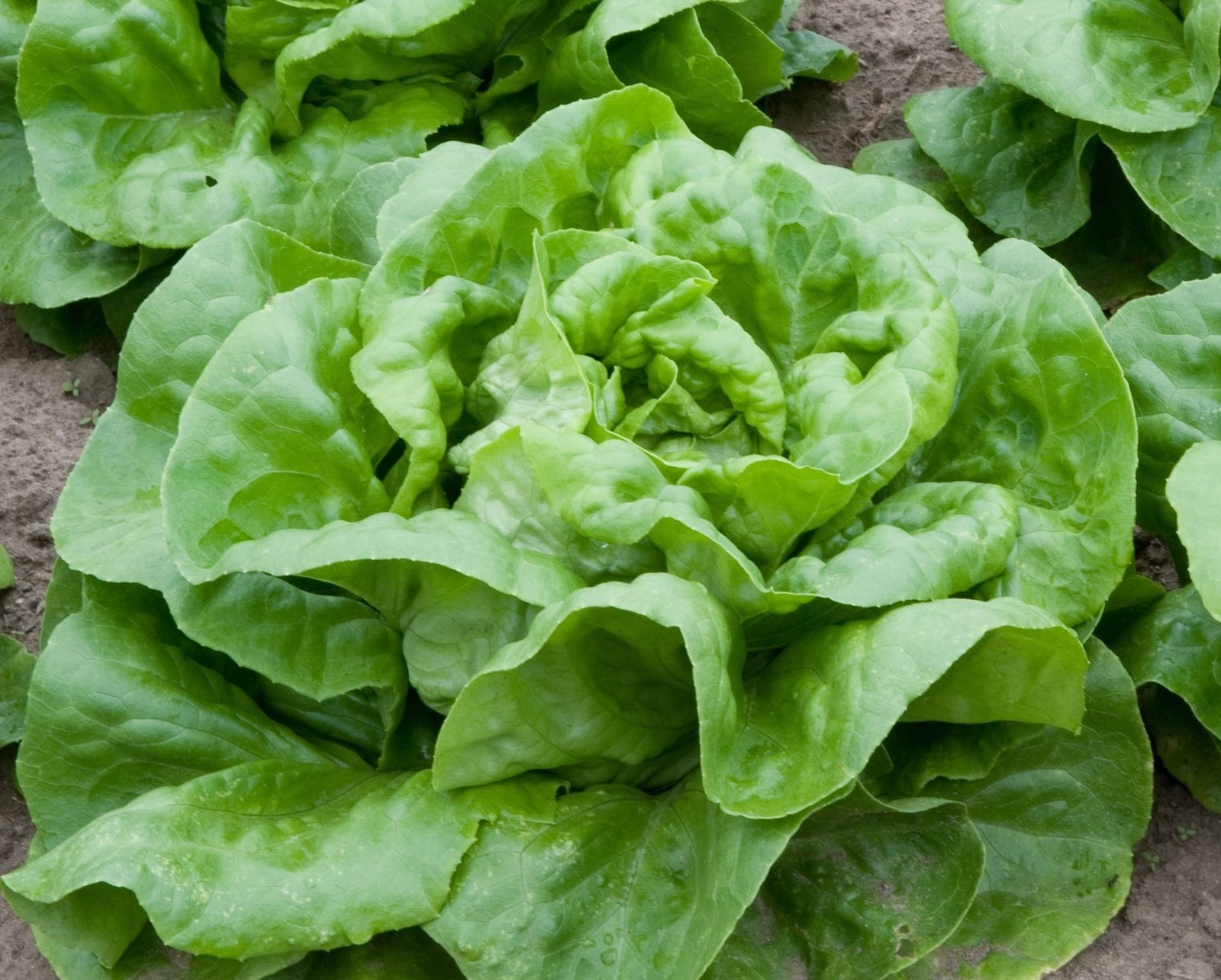1,000+ Buttercrunch Heirloom Lettuce Seeds- 2021- $1.69 Max Shipping per Order