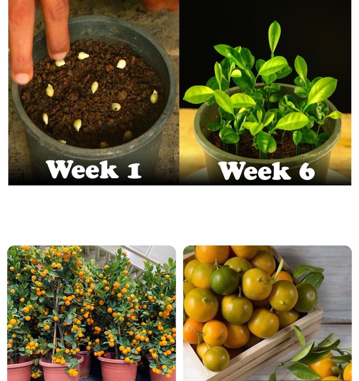 5 Seeds Tac Chua Viet Nam Hat Giong Cay Quay Kumquat Trai Tron Citrus Microcarpa