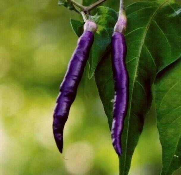 PURPLE CAYENNE PEPPER SEEDS 30+ rare HOT & SPICY salsa NON-GMO FREE SHIPPING
