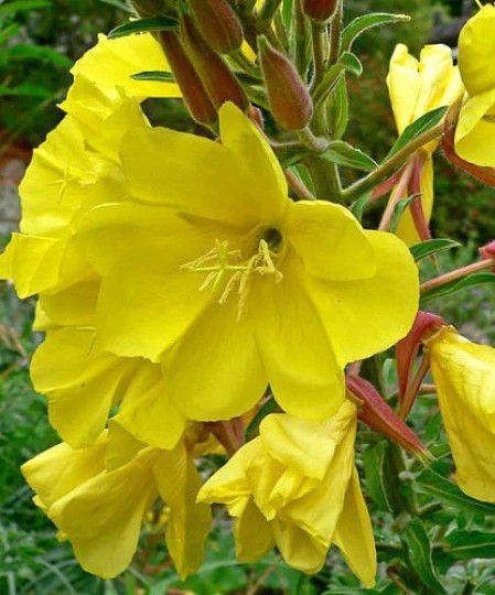 Evening Primrose Yellow Flower. 1500 Seeds. Free Shipping!