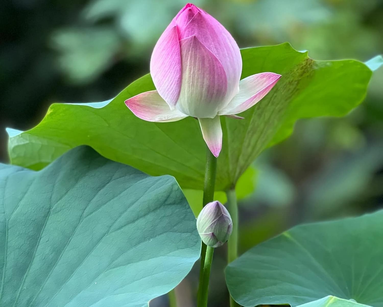 10PCS Exotic Mixed Lotus Seeds – Pink, Red & Green for Indoor & Outdoor Gardens