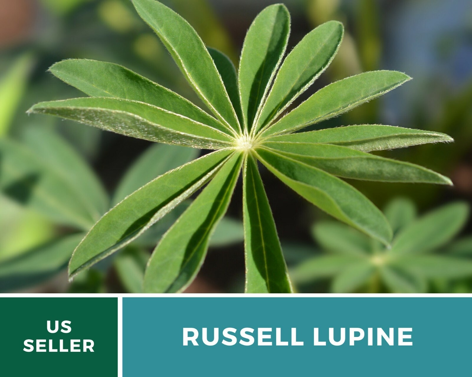 Lupine, Russell – 50 Seeds – Pollinator & Hummingbird Friendly – Sow in Fall or