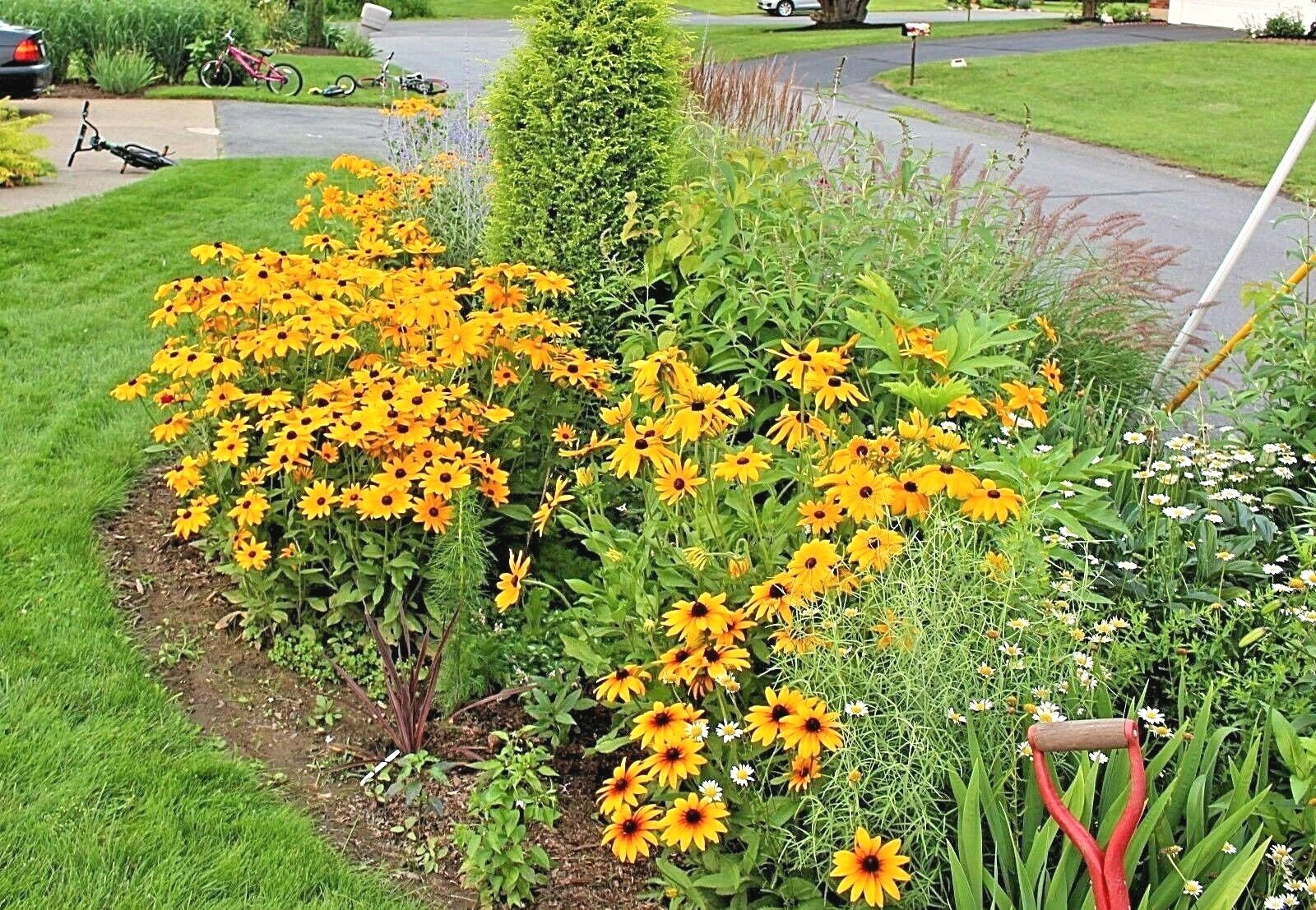 2000+GLORIOSA DAISY Seeds Native Wildflower Deer Proof Flower Garden Container