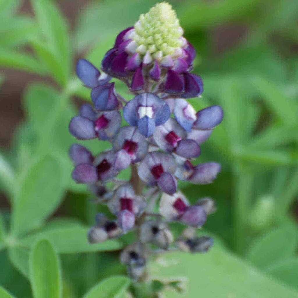 100+ Purple Heart TEXAS BLUEBONNET SEEDS LUPINE Rare TX Wildflower Seeds