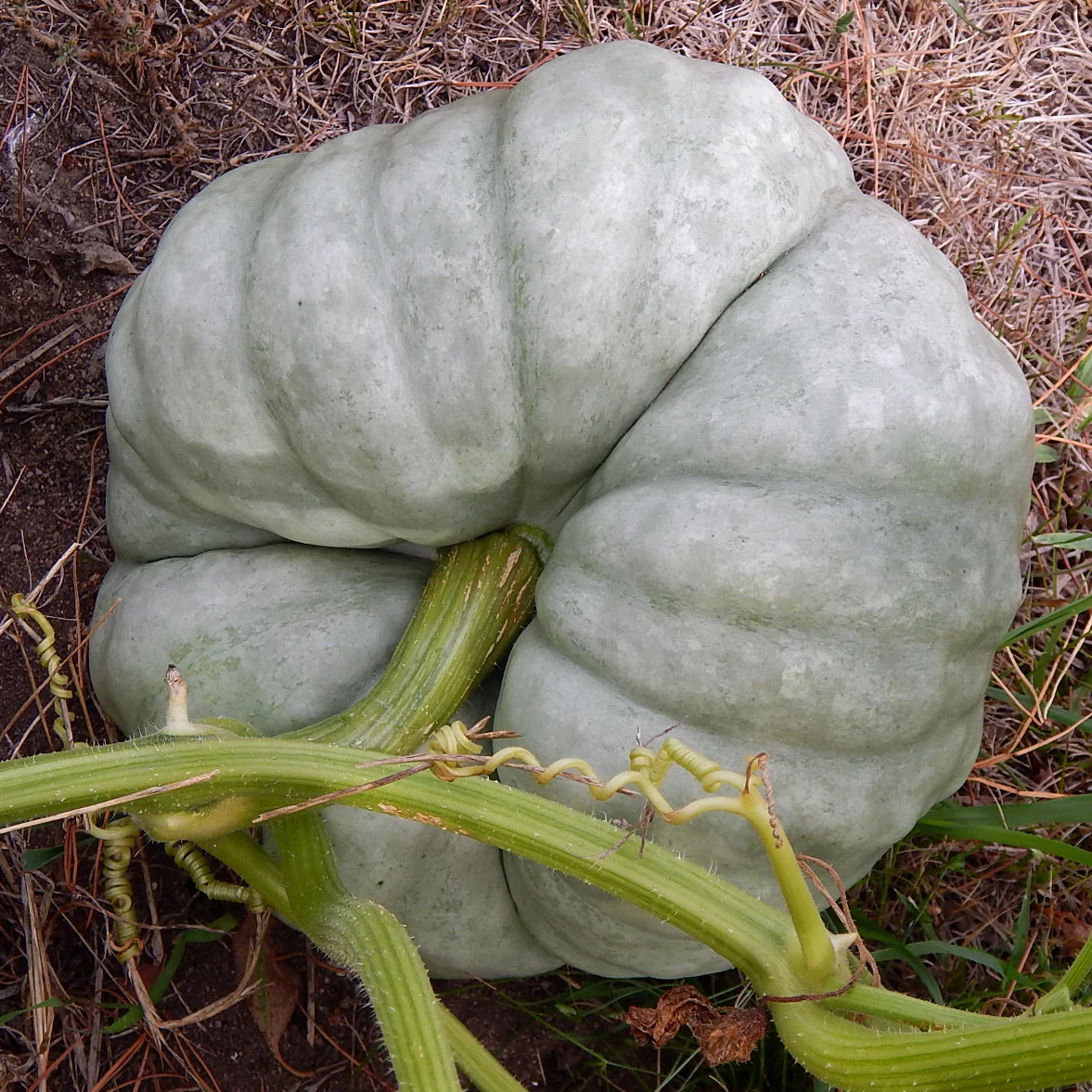 Triamble Blue Pumpkin Seeds | Shamrock TriStar Gray Jarrahdale Squash Seed 2024