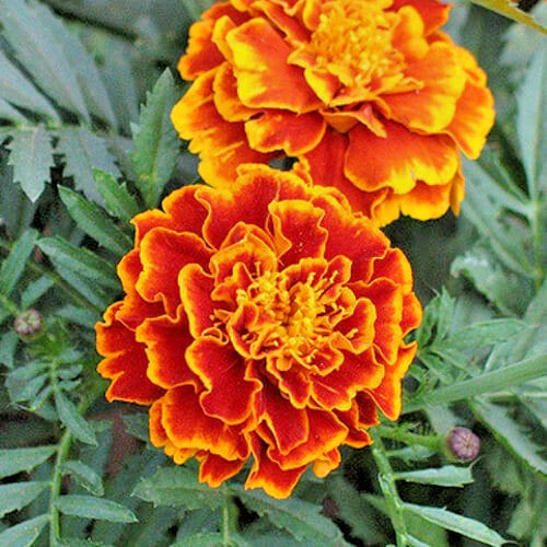 French Sparky Marigold Flower Mix Tagetes 225 Seeds Bicolor Orange, Yellow & Red
