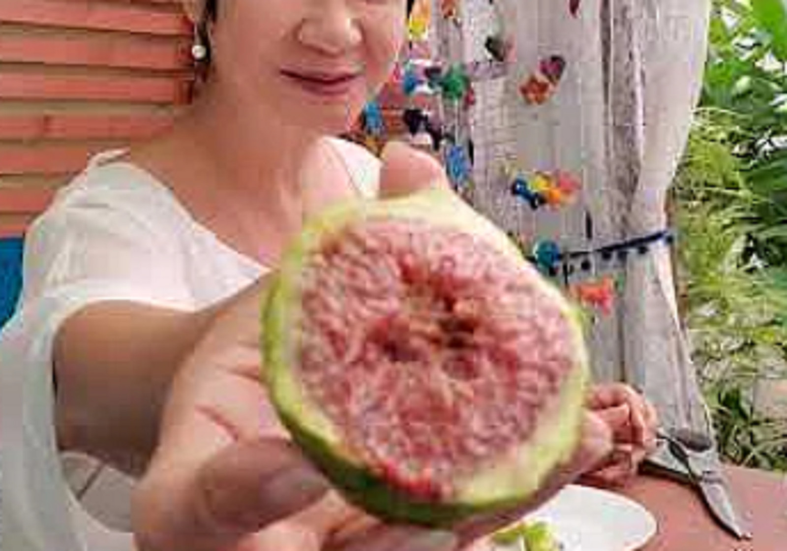 RARE-GIANT TURKISH FIG Fruit Tree 15 SEEDS -Combined Shipping disc (USA seller)