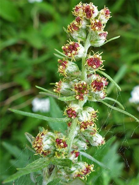 Artemisia vulgaris | Common Mugwort | Sailor’s Tobacco | Felon Herb | 20 Seeds