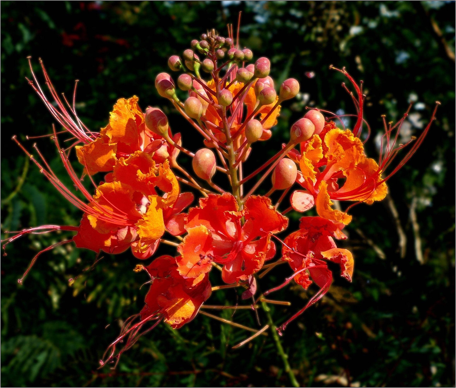 10 RED BIRD OF PARADISE Caesalpinia Pulcherrima Barbados Peacock Flower Seeds