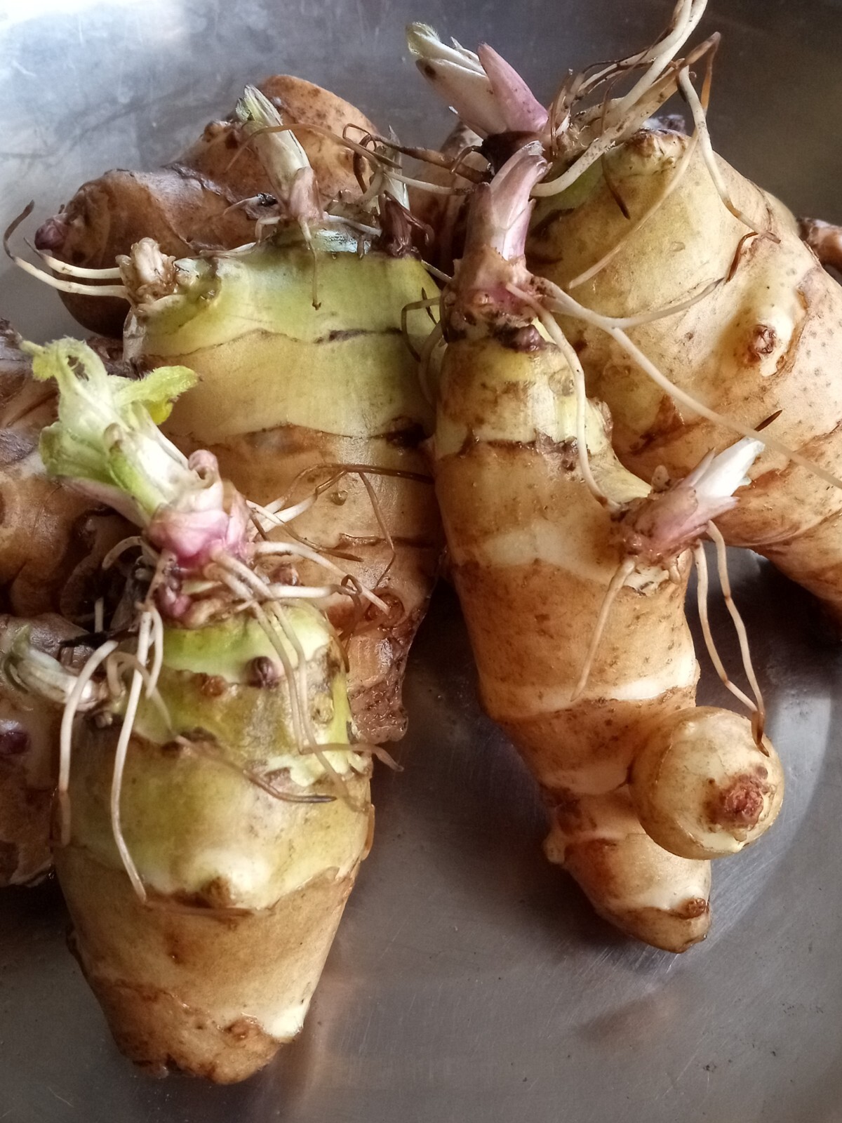 Organic Rooted Fuseau 茯神 Sunchoke Jerusalem Artichoke Helianthus tuberosus 8 oz