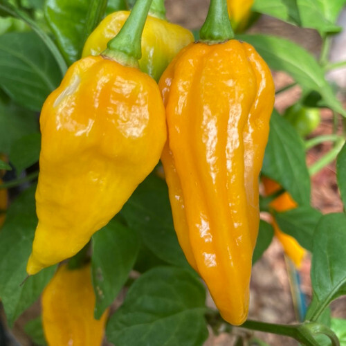 Fatalii Pepper Seeds | Non-GMO | Free Shipping | Seed Store | 1281