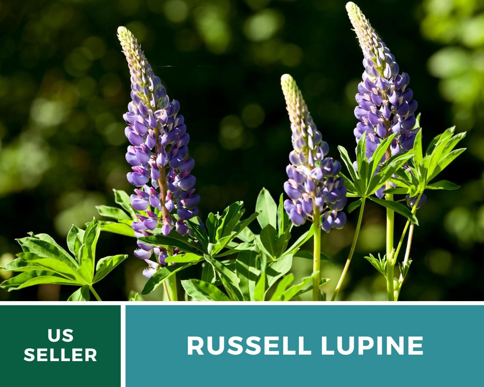 Lupine, Russell – 50 Seeds – Pollinator & Hummingbird Friendly – Sow in Fall or