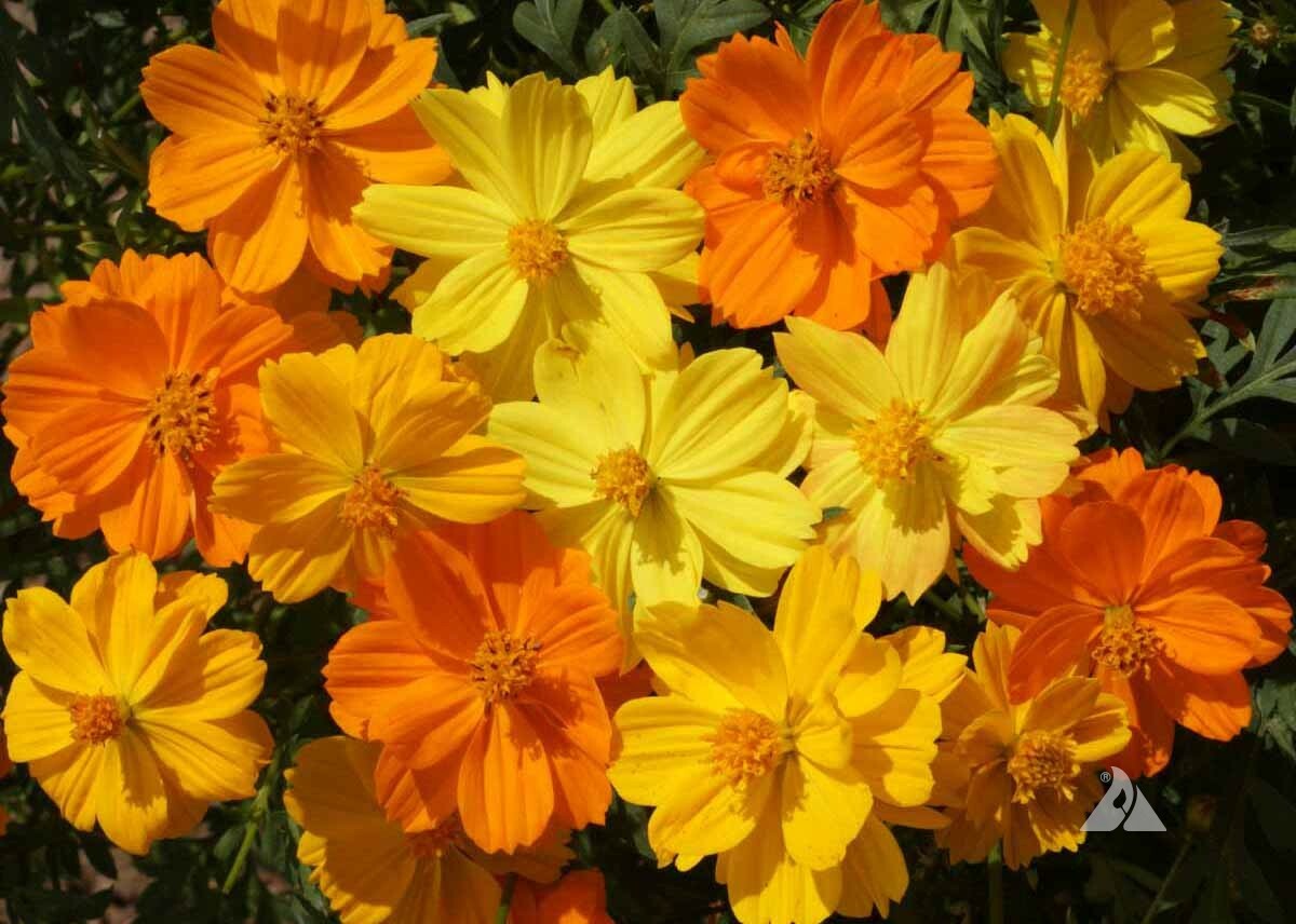 Cosmos SULPHUR DWARF Mix Orange Yellow Gold Butterflies & Bees NonGMO 100 Seeds