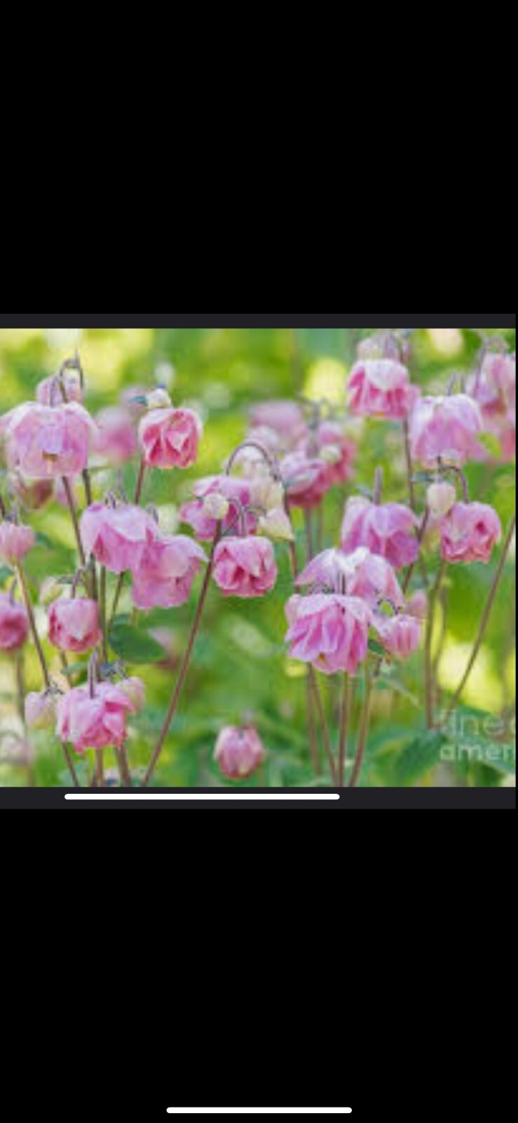 100+ Columbine Seeds 2024 Mixed Blue Purple Pink Flower Spring Perennial in USA