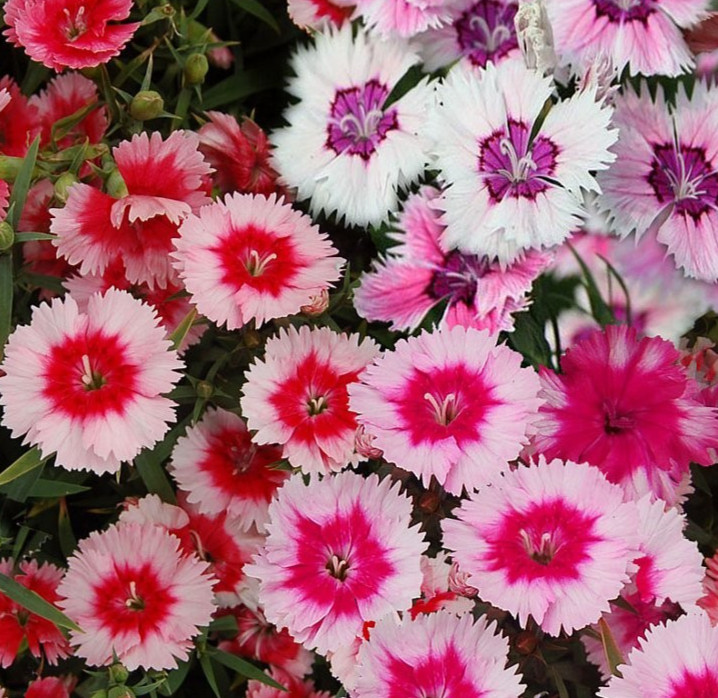 CHINESE PINKS FLOWER SEEDS 500+ DIANTHUS CHINENSIS fringed petals ANNUAL garden