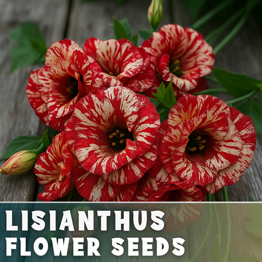 Starling Lisianthus Seeds – 100 Seeds Garden Bloom Flower Seed Non Gmo