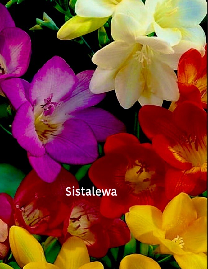 Freesia ~ Double Single MIX – (5) Flower bulbs – Colorful