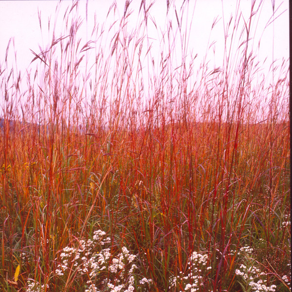 501+BIG BLUESTEM Seeds Native Tall Grass Prairie Ornamental Drought Heat Cold