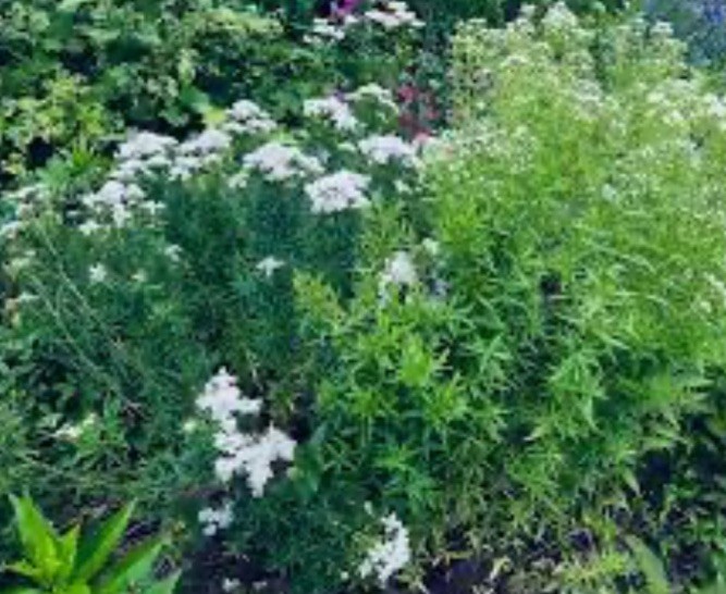 fReE!Bogo! Mountain Mint Seed 100+SlenderLeafed Native Organic Butterflies Bees
