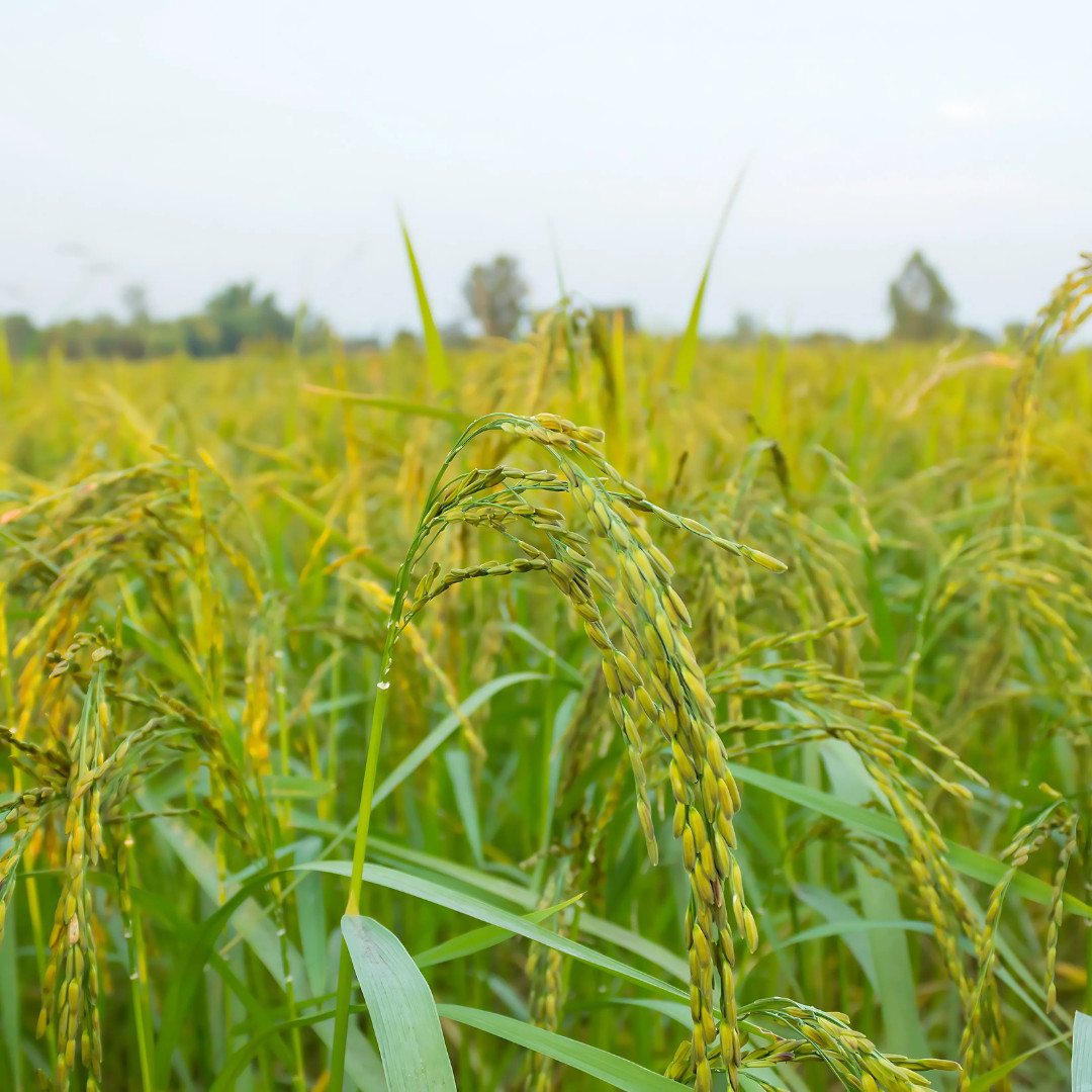 Fresh Thai White Jasmine Rice Seeds | Taiguo Xiang Mi | Heirloom Non-GMO | Grain
