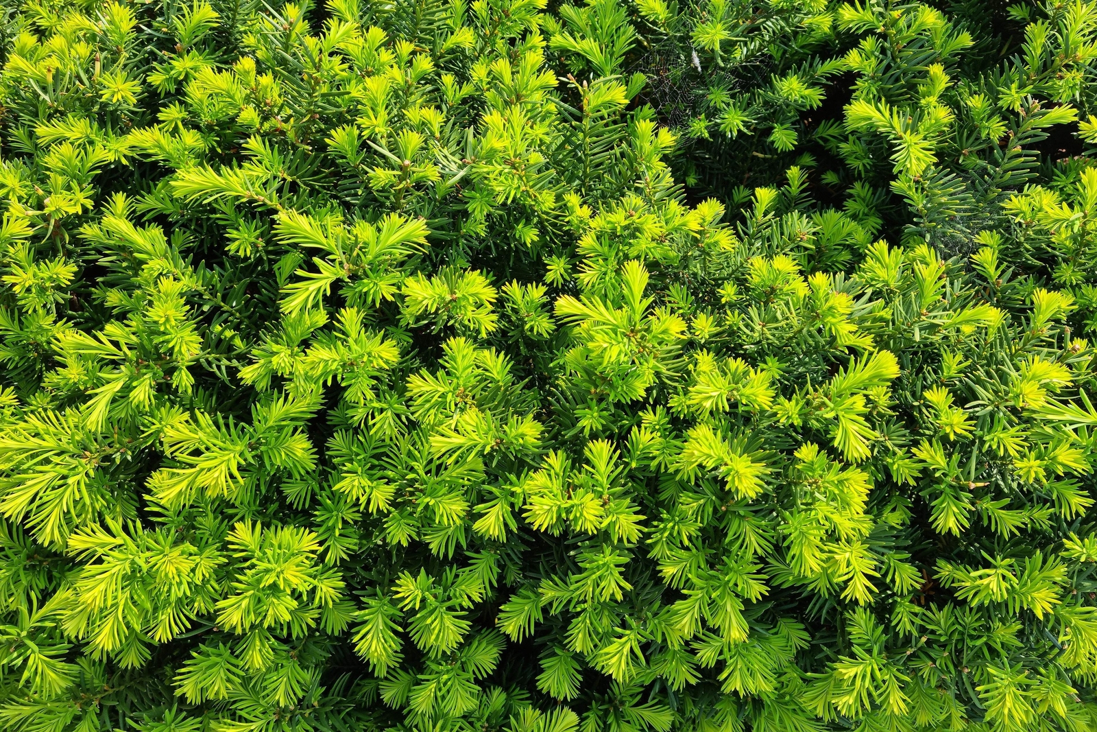 10 ENGLISH YEW Taxus Baccata Tree Shrub Conifer Sun or Shade Red Ornamental Berr