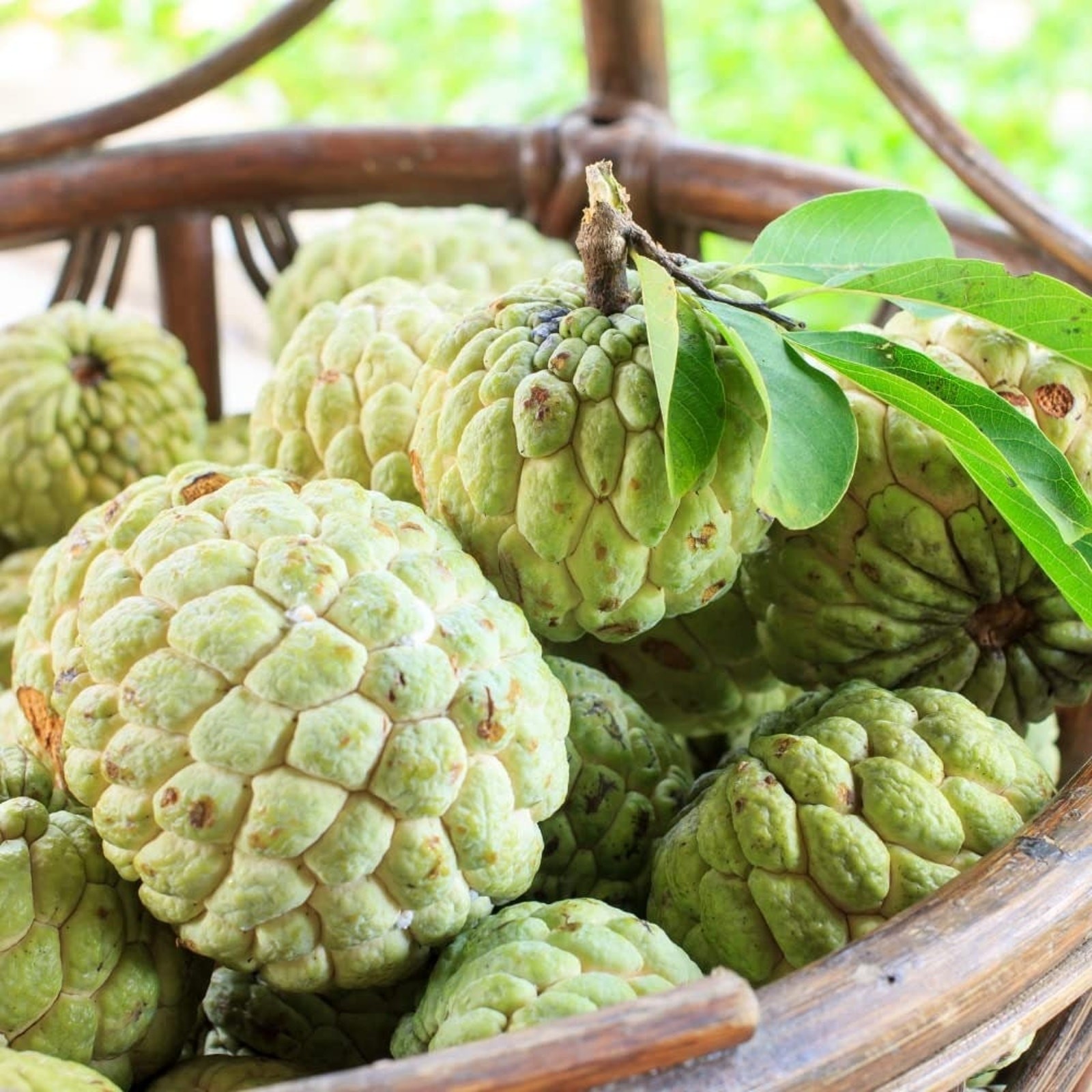 Custard Sugar Apple Fruit Tree Seeds Sweetsop Annona Squamosa Sweet – 50 seeds