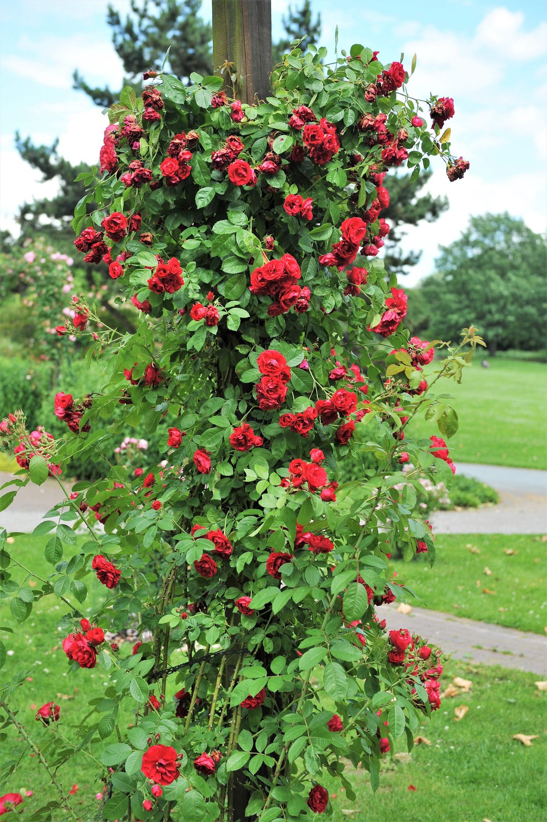 5 RED CLIMBING ROSE Rosa Bush Vine Climber Fragrant Butterfly Flower Seeds