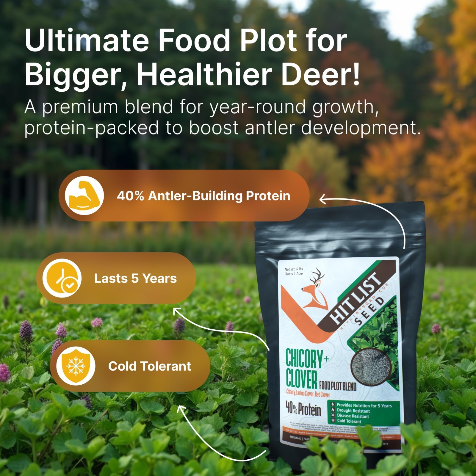 Chicory & Clover Food Plot Seeds for Deer – Perennial Mix for Spring, Summer, Fa