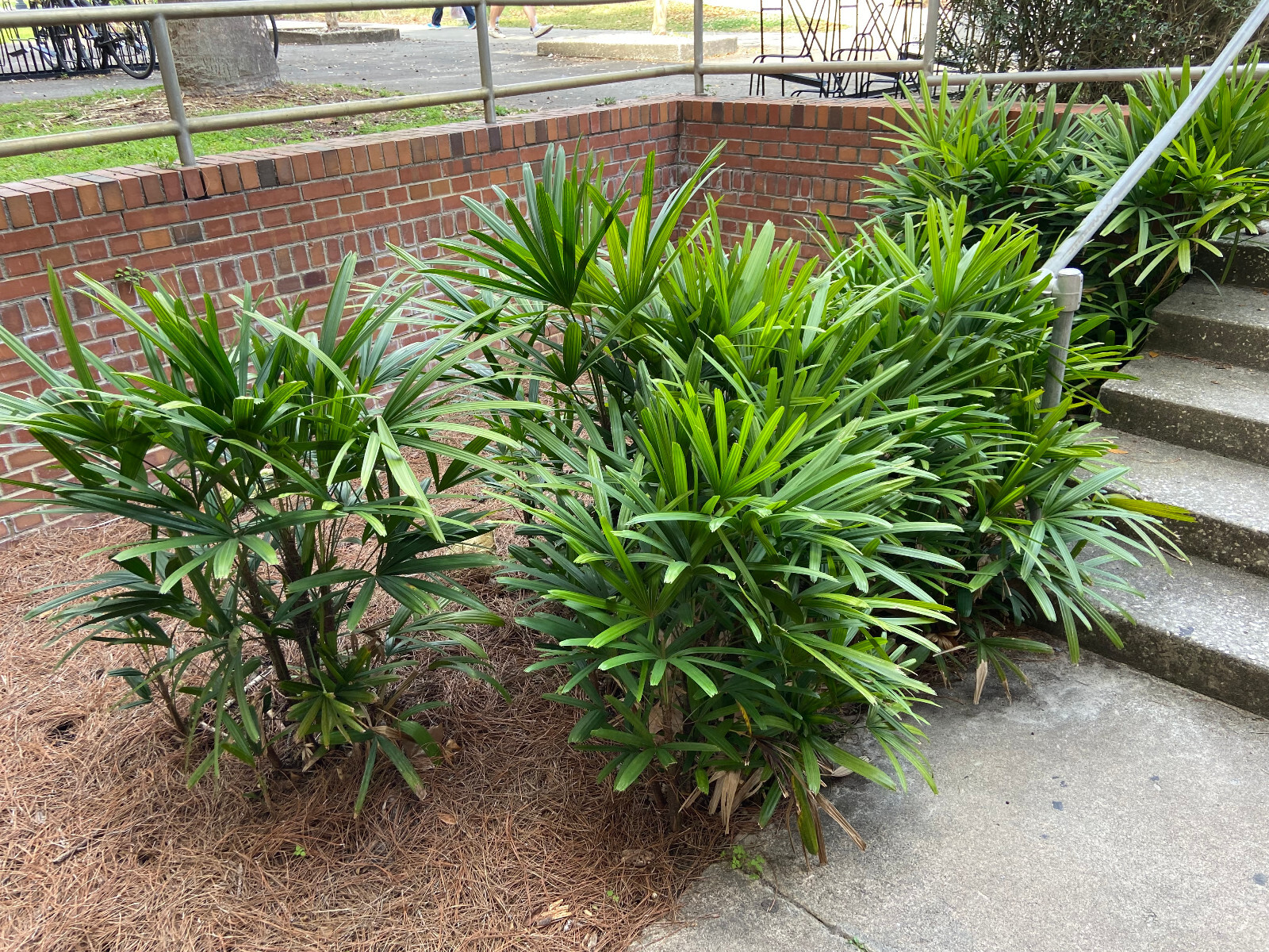 Rhapis excelsa Seeds. Lady Palm. Cold-Hardy!