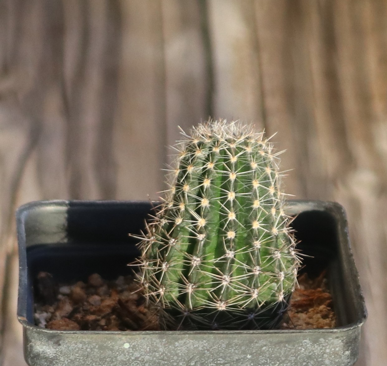 Echinopsis hybrid ‘Temptress’