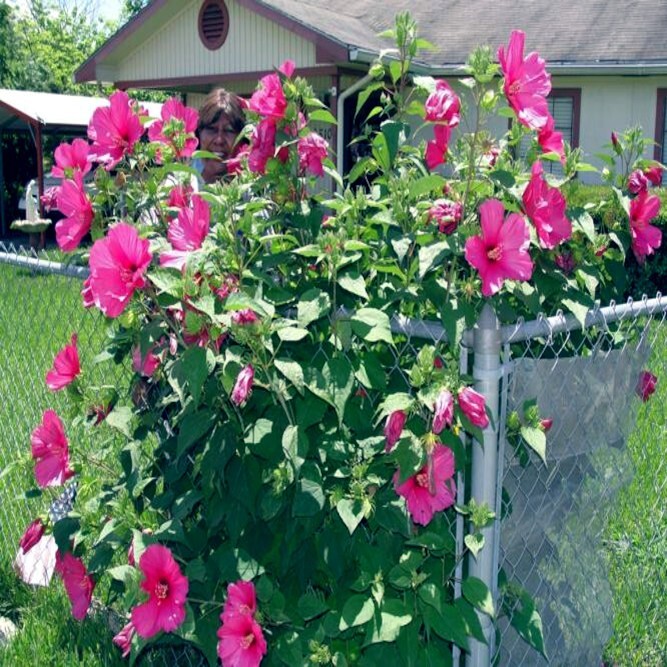 20 Pink Swamp Mallow Rose Seeds “LARGE FLOWER” Hardy Hibiscus Fast Garden Plant