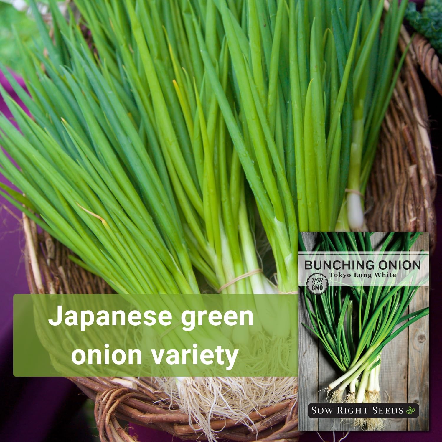 Sow Right Seeds – Tokyo Long White Bunching Onion for Green,