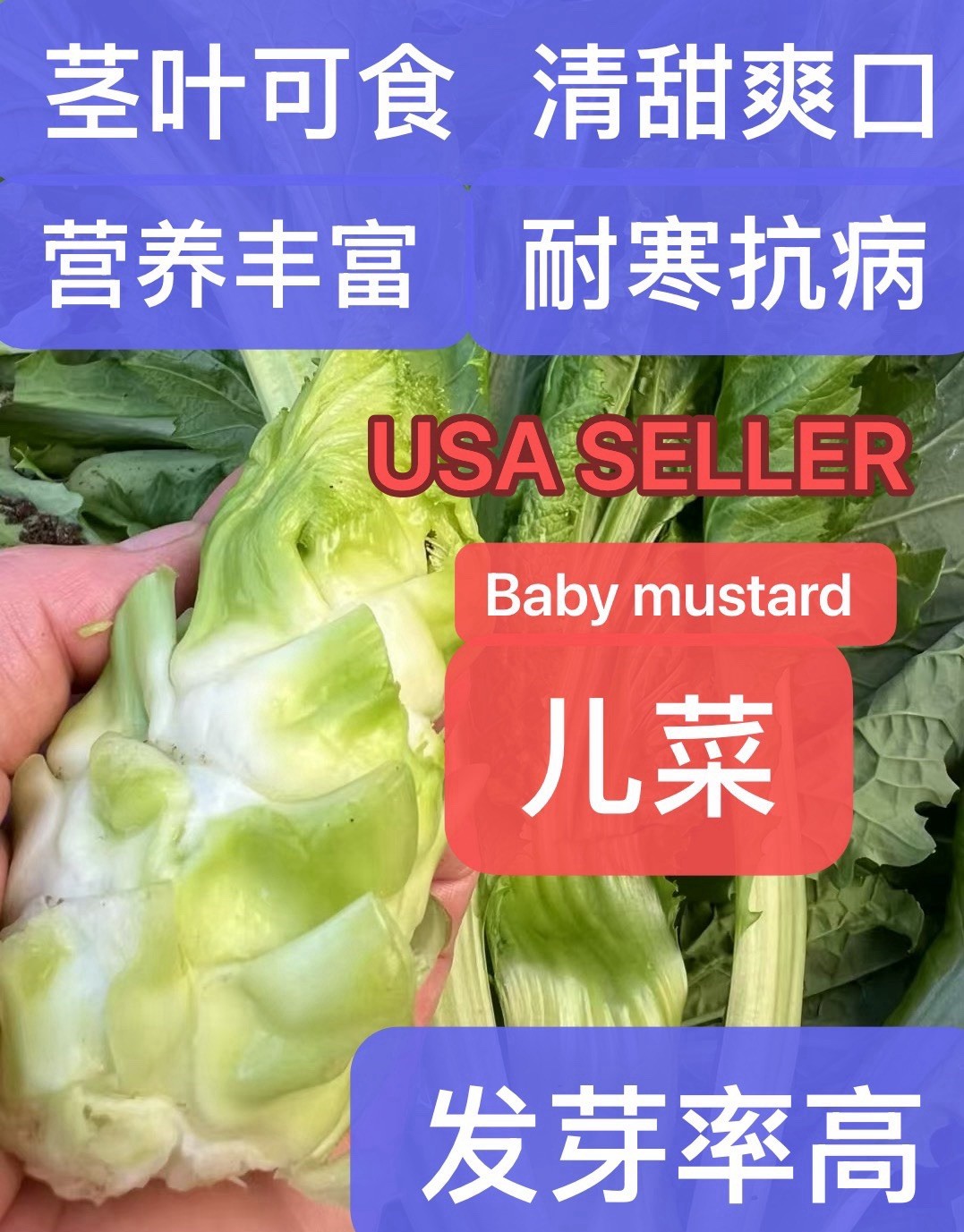 300+ Asian Gemmifera Lee&Lin Baby Mustard Non-GMO Seeds.300多粒儿菜(抱子芥）非转基因种子2025年产
