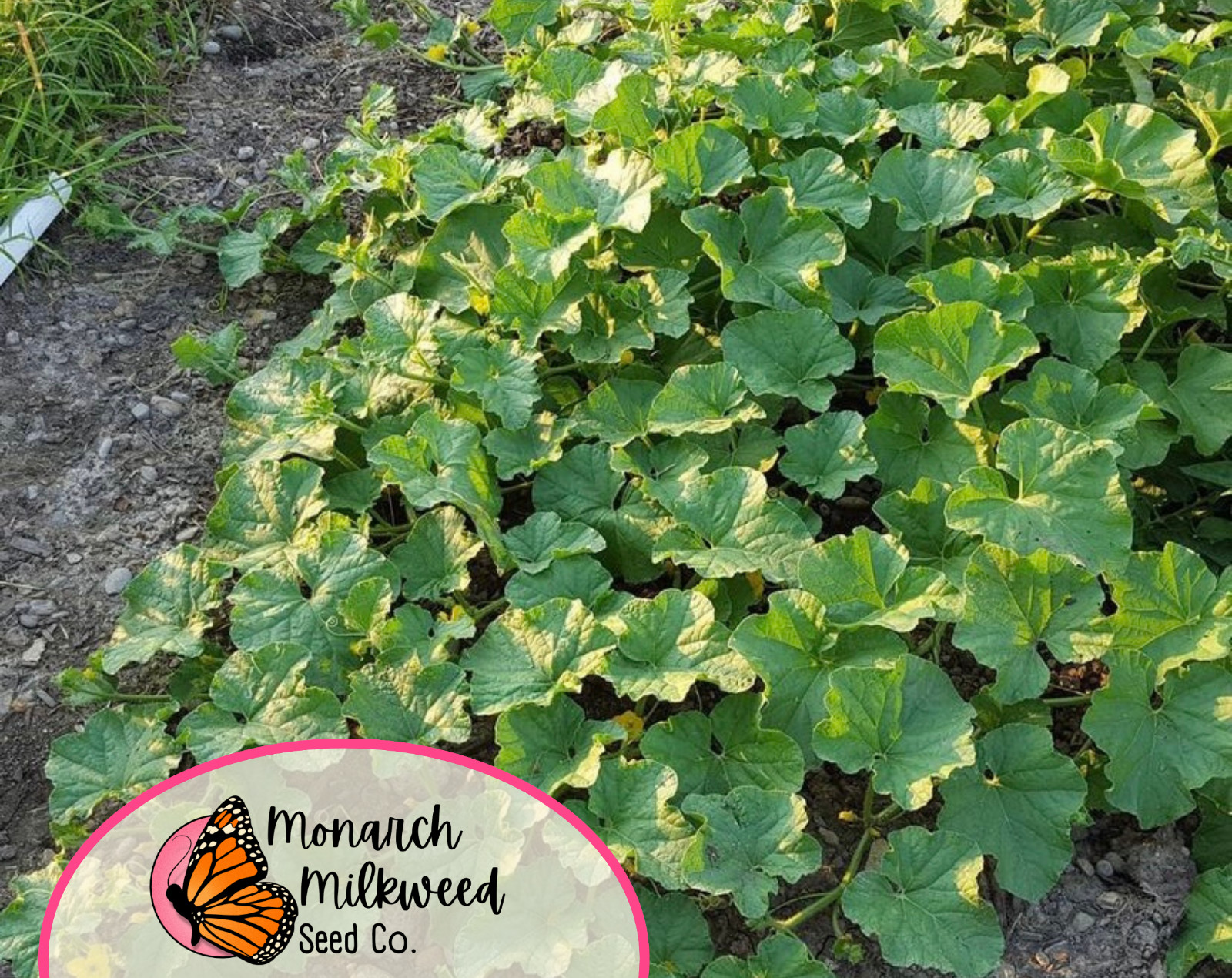 230+ Cantaloupe Seeds ‘Hales Best Jumbo’ | Heirloom Fruit Seed for Gardening