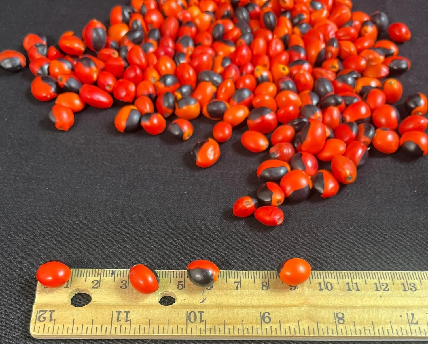 Lot of 100 New Male Huayruro Seeds Red and Black Undrilled 1 cm x 1 cm