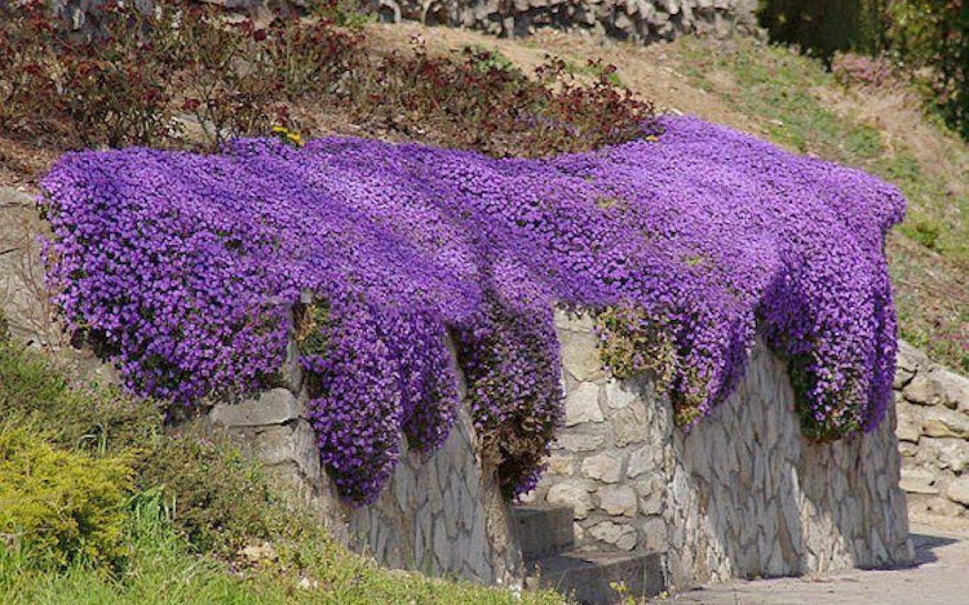 501+PURPLE ROCKCRESS Flower Seeds Drought Heat Cold Groundcover Container Easy