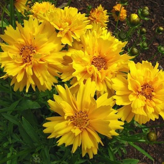 Lance-Leaf Coreopsis SUNBURST Perennial Wildflower TICKSEED Non-GMO 100 Seeds!