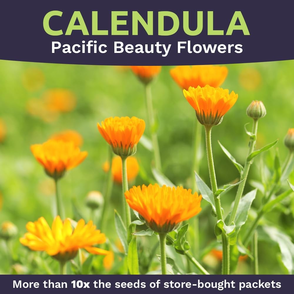 Calendula Pacific Beauty Mix 3000 PCS Wildflower Seeds Officinalis Plant