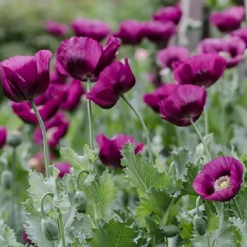 2,500+ Heirloom Organic Lauren’s Grape Papavaer Somniferum Poppy Seeds. Non-GMO
