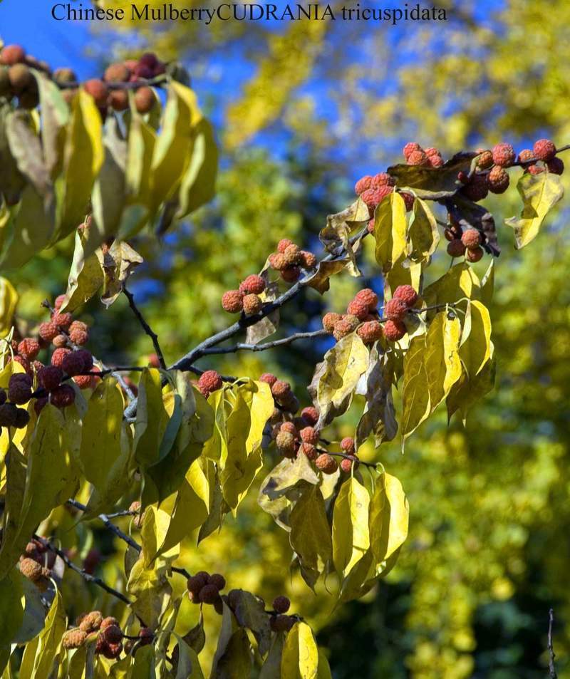 1-1000 PCS Chinese Mulberry Silkworm Tree Seeds Melon Berry Fruit Flower 0182
