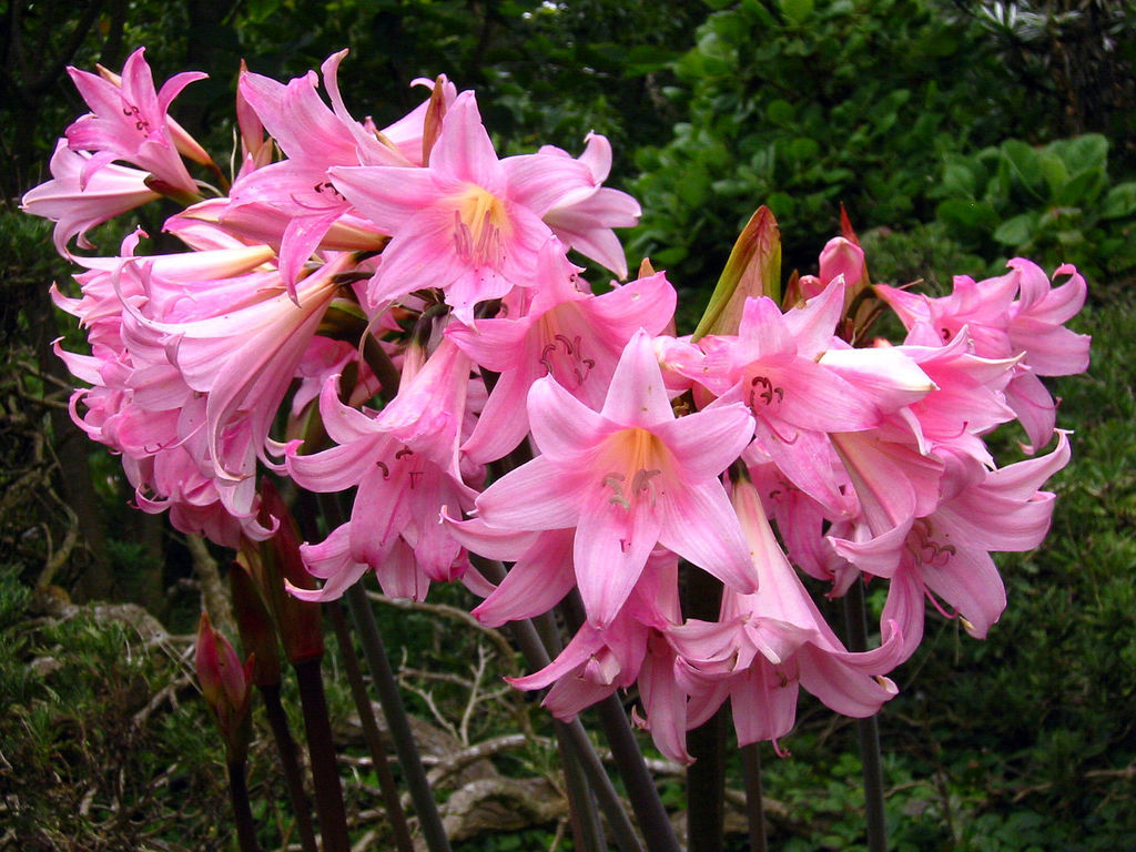 10 Amaryllis Belladonna – Pink Naked Ladies – Surprise Lily