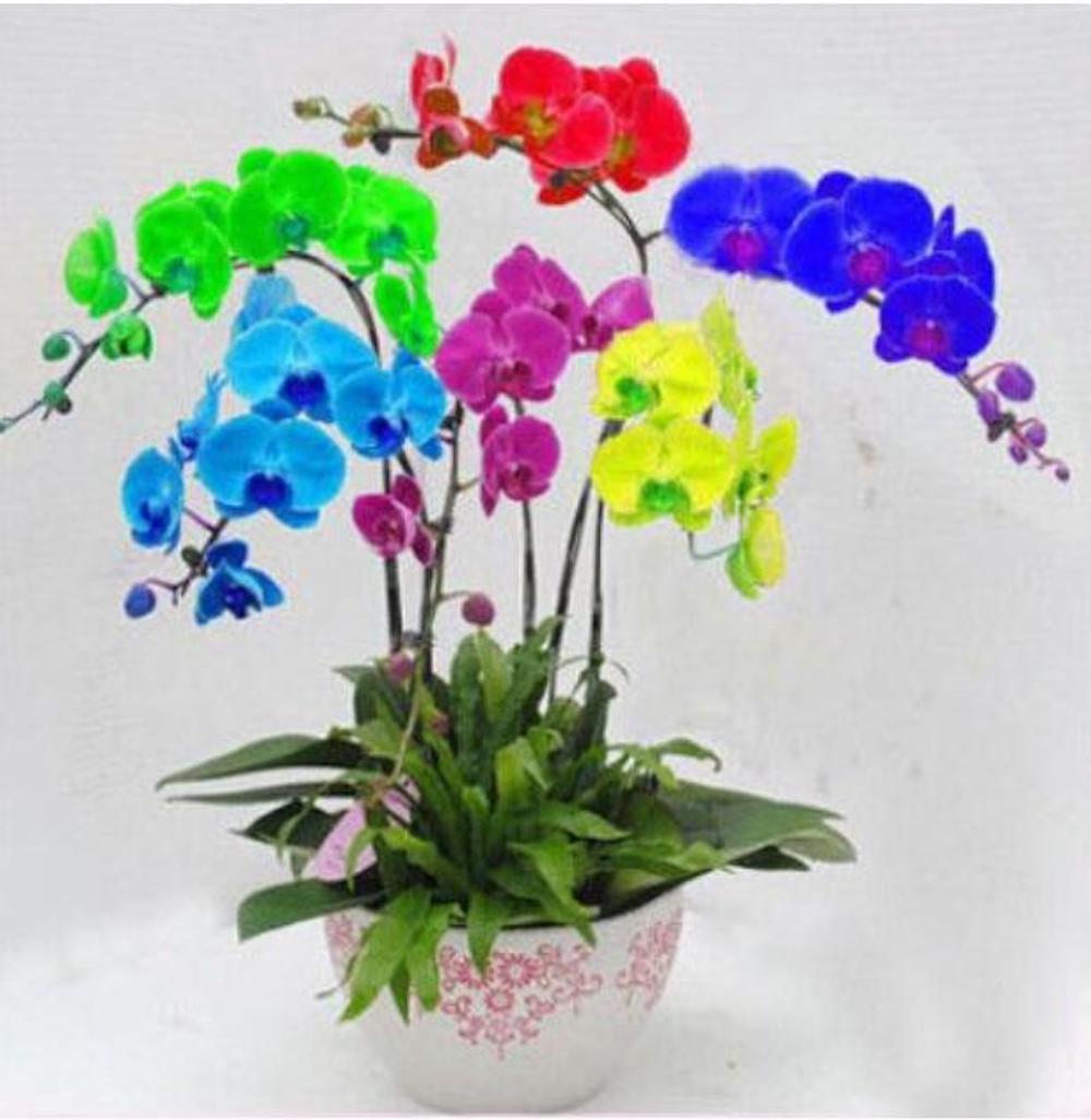 20 EXOTIC RARE ORCHID SEEDS for garden flower house plant bush USA SELLER USPS