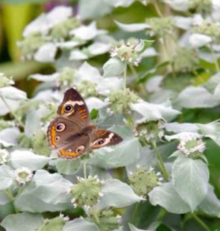 fReE!Bogo! Mountain Mint Seed 100+SlenderLeafed Native Organic Butterflies Bees