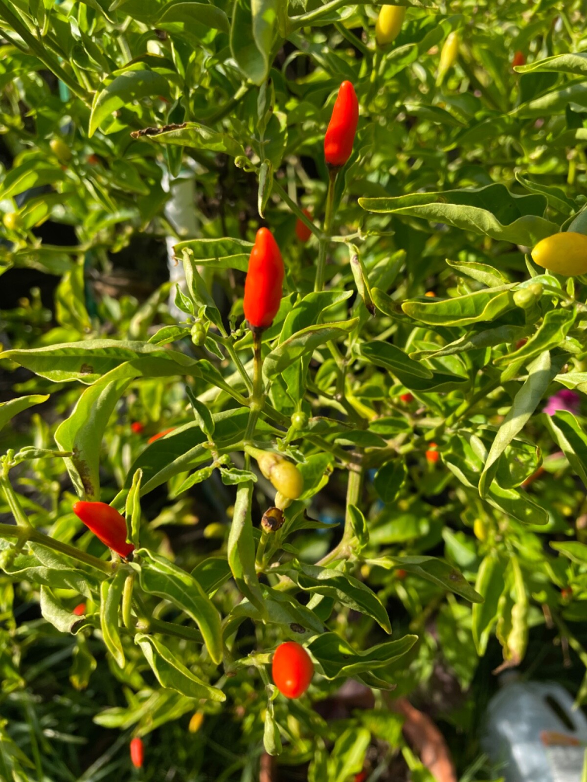 75 Tabasco Pepper Seeds Open Pollinated Heirloom Hot Flavorful No pesticides