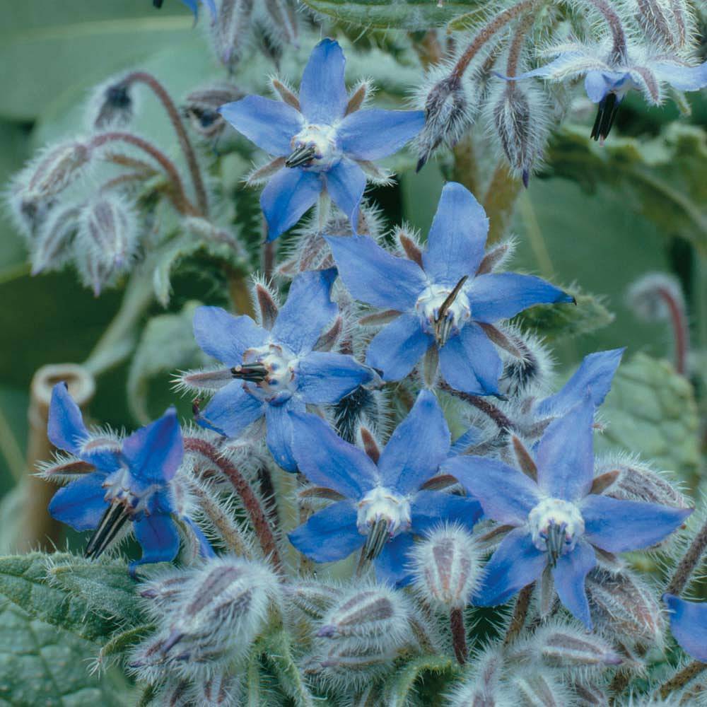 Borage Seeds, Starflower, Tailwort, NON-GMO, Variety of Sizes, FREE SHIPPING