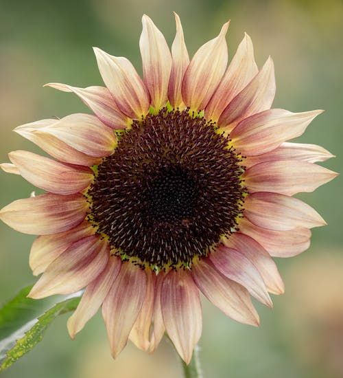 Sunflower Seed: Pro Cut Plum Sunflower Seeds Fresh Seed FREE Shipping!!!